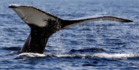 humpbacktail