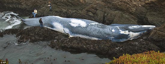 bluewhale