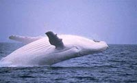 migaloowhitehumpbackwhale