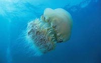 Nomura_s-jellyfish