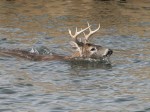 Deer in water NOV 7, 2009 001