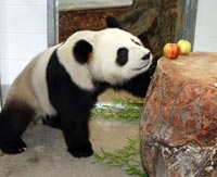 panda
