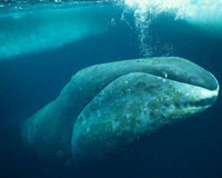 Bowhead Whale Photo:Martha Holmes/arkive.org