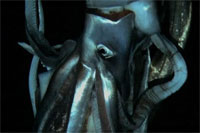 giantsquid1