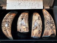 Gauguin scrimshaw