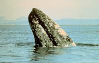 Gray_whale