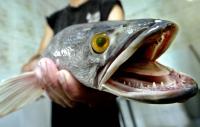 snakehead