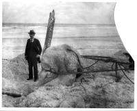 The St. Augustine Monster,1897, by DeWitt Webb, photograph