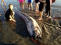 oarfish1