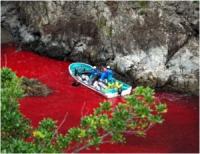 Tragedy at Taiji,  photo from a past slaughter
