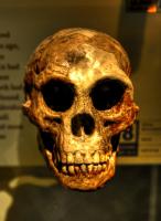 The skull of the Hobbit, or Homo floresiensis. Photo: e_monk/Flickr 