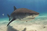 tiger-shark