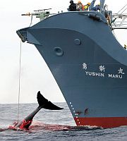 japan-whaling-1a