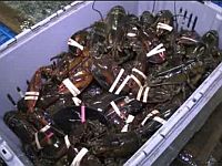 1398890327000-lobsters