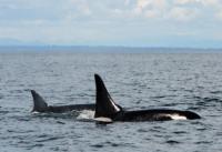 Photo:  Capt. Simon Pidcock / Ocean EcoVentures