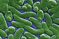 Vibrio vulnificus (CDC/James Gathany)
