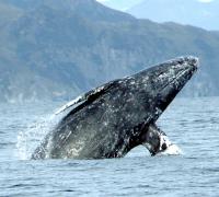 Gray whale breaching