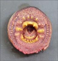 Arctic Lamprey, Yukon River near Kaltag. (Randy Brown/USFWS)