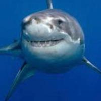 Katharine The Shark