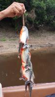 Red-belly piranhas 