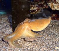 California two-spot octopus 