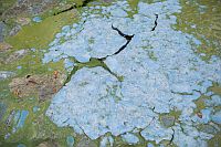 bluegreenalgae