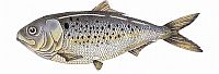 menhaden1