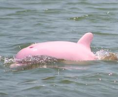 Tbt Pinky Albino Pink Dolphin In Louisiana Doing Fineold Salt
