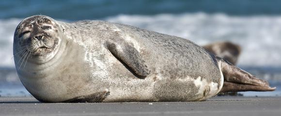 Hundreds of Seals Dying Along the New England Coast