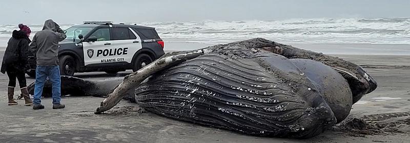 Why do whales beach themselves? We're partially to blame.