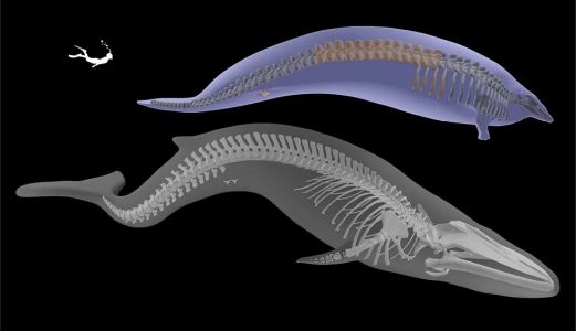 Fossil of Peruvian Whale Rivals Blue Whale as Heaviest Animal Ever  Discovered