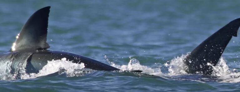 Solo Orca Attacks and Kills Great White Shark in Under Two Minutes Off
